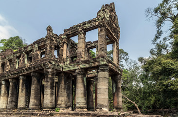 Angkor wat jungle in Siem Reap Cambodia.