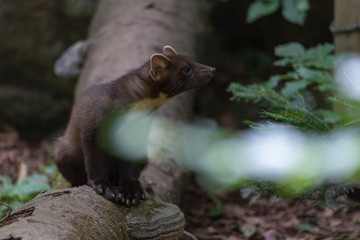 Close up of a mink (neovison vison); bavarian forest