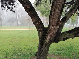 Fototapeta premium parque en un diá de niebla