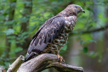 Close-up portrait of European honey buzzard (Pernis apivorus) also known as Common pern.