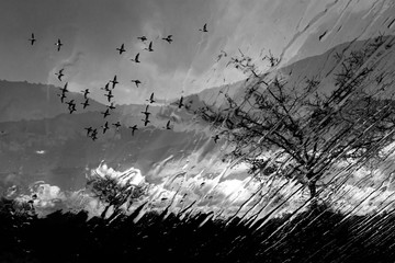 Obraz premium Abstract nature and birds. Double exposure effect. Nature background.