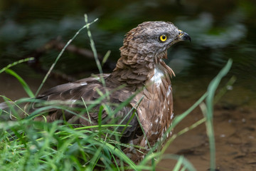 Close-up portrait of European honey buzzard (Pernis apivorus) also known as Common pern.