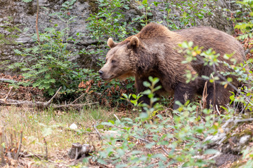 Large Carpathian brown bear portrait in the woods Europe Germany.