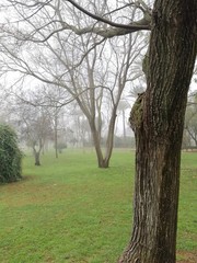 Obraz premium parque en un diá de niebla