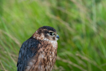 Portrait of a Merlin (Falco columbarius) a small hawk.