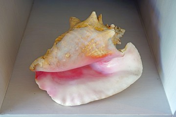 A decorative pink conch shell