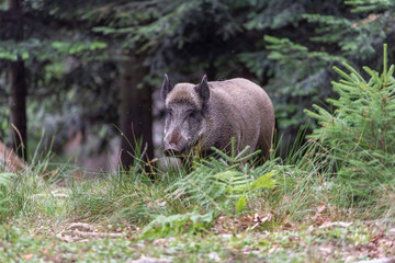 Sus scrofa. The wild nature of the bermany.