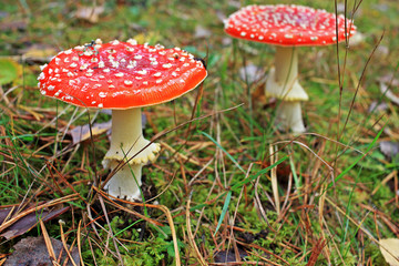 Amanita muscaria