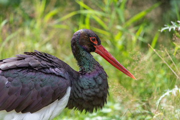 Black stork, Ciconia nigra in a german nature park