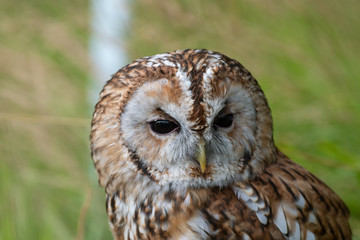 Portrait of a tawny owl (Strix aluco)