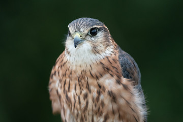 Portrait of a Merlin (Falco columbarius) a small hawk.