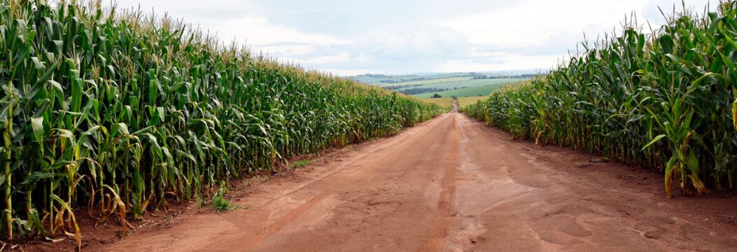 Road in the middle of cornfields infrastructure and agriculture Brasil.