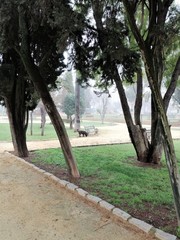 parque en un diá de niebla