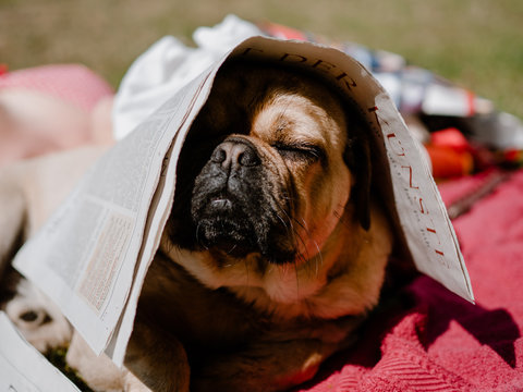 Puggle dog looking for shade under a newspaper, eyes closed