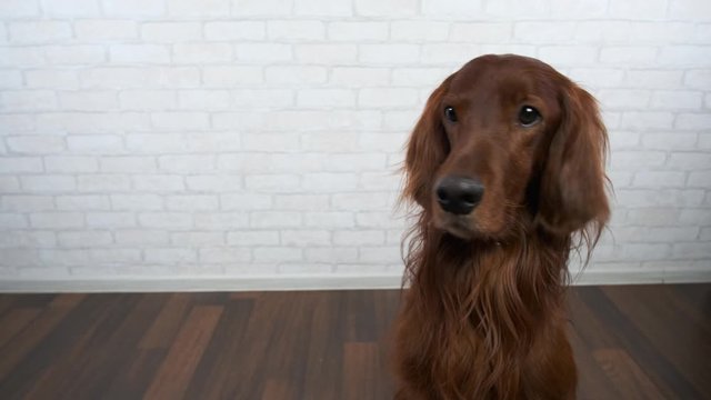 Portrait of dog breed Irish red setter on light background.