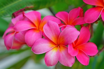 Fragrant blossoms of white and pink frangipani flowers, also called plumeria and melia