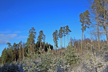 Forest in winter