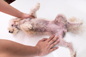 Veterinarian inspecting dog with skin irritation with yeast, fungal infection