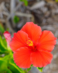 Red hibiscus flower in bloom