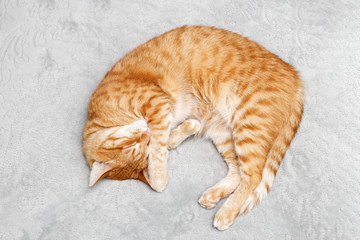 Closeup portrait of a red ginger cat sleeping on a bed