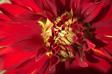 Red and yellow dahlia photographed in garden.