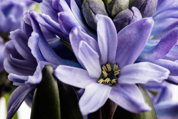 Obraz premium Hyacinth.