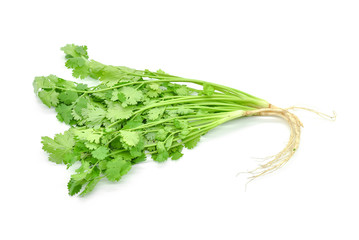 Fresh Cilantro or Thai Pak Chi Isolated on White Background