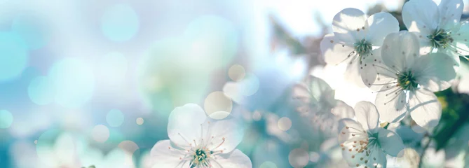 Foto op Plexiglas Mooie kersenboom met tedere bloemen. Geweldige lente bloesem © New Africa