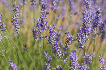 Lavender flowers in bloom with bees