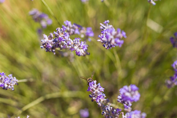 Lavender flowers with bee pollinating