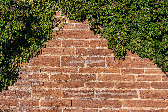 a brick old wall with ivy