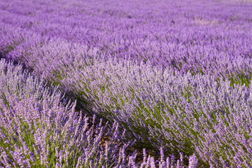 Fototapeta na wymiar Purple lavender fields in bloom