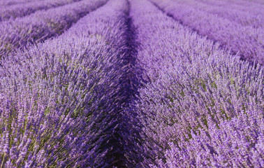 Naklejka na ściany i meble Purple lavender fields in bloom