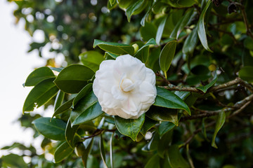 white camellia opening in the green tree
