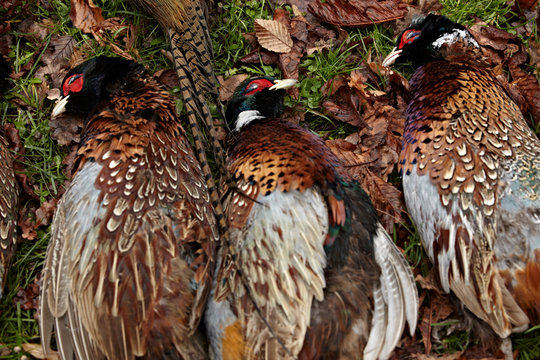 Faisans apr&egrave;s la chasse