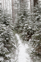 Fototapeta na wymiar winter fairy tale beautiful forest covered by snow