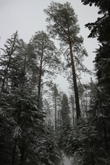 Tall pine tree in snow in winter forest