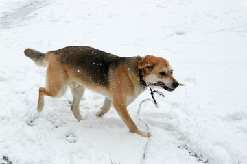 big dog with the stick in the teeth running in the snow