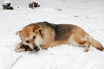 big dog nibbles a stick in the snow closeup