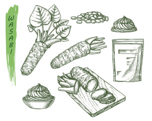 Vector sketch for wasabi or japanese sashimi - obrazy, fototapety, plakaty