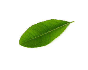 Fototapeta na wymiar Studio shot young green Asian lime leaf isolated on white
