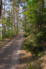 Fototapeta na wymiar Waldweg in einem Kiefernwald am Jezioro Mokre in Masuren Ermland bei Zgon