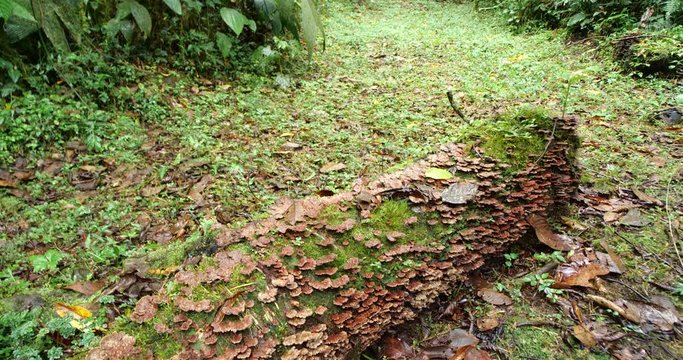 Rotting log on the rainforest floor covered in bracket fungi. Near Baeza on the Amazonian slopes of the Andes, Ecuador.