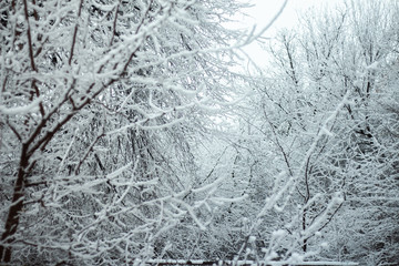 snow covered trees