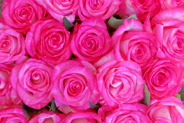 colorful violet colored roses top view close up, natural background
