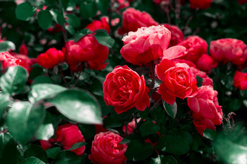 close up fresh  vibrant red roses in a garden, dark toned