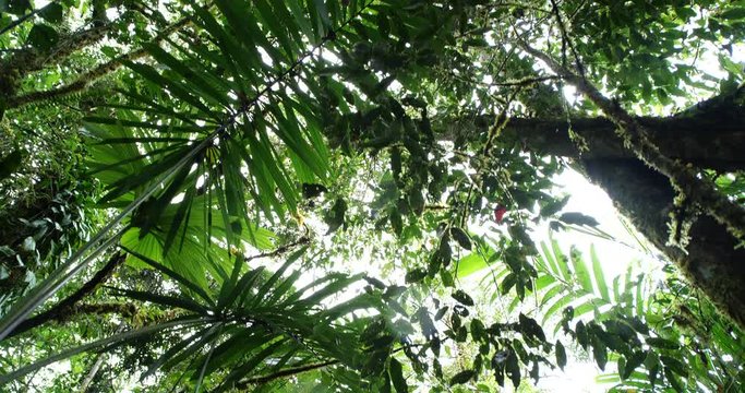 Looking up to the rainforest canopy with  rain falling,  tracking shot. Montane rainforest near Baeza on the Amazon slopes of the Andes in Ecuador.