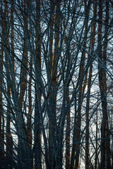 trees in the forestreflexes in the seaeye of a horse, flowers at closeup, makro, närbild, sweden, stockholm, nacka, sverige