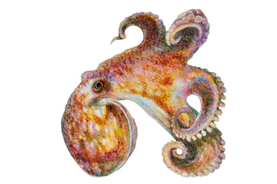 sea octopus, watercolor illustration, isolated
