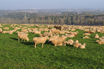 Obraz premium donkeys and sheep together on a pasture